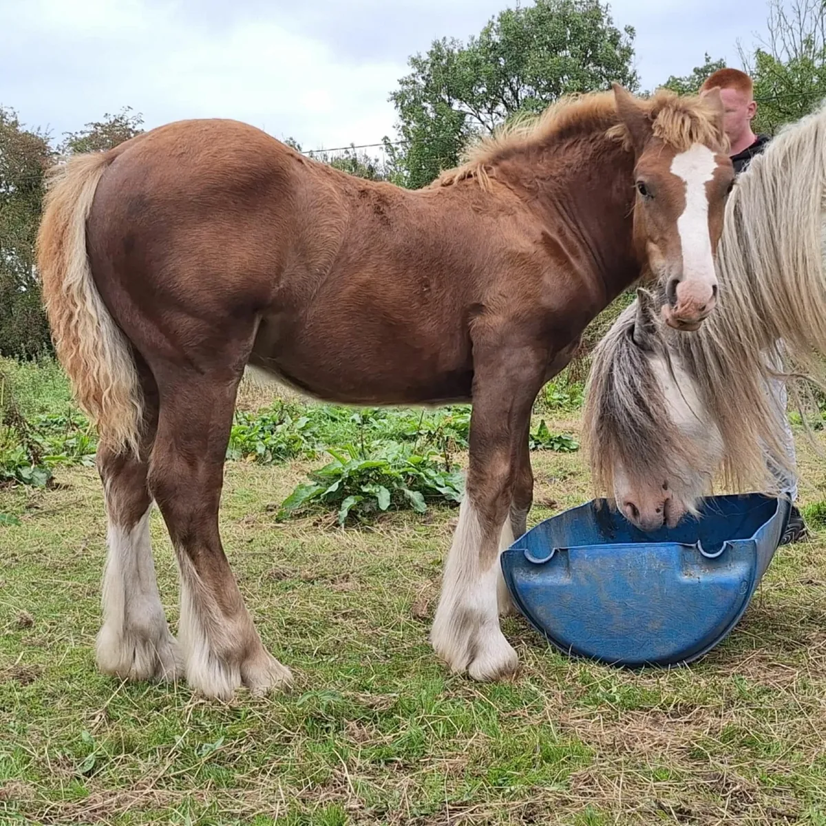 Top class colt foal - Image 1