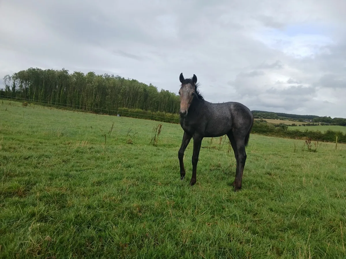 Way to Paris filly foal - Image 1