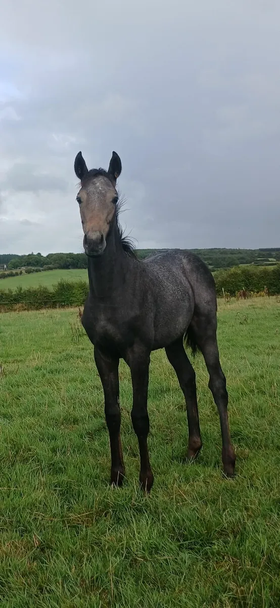 Way to Paris filly foal - Image 2