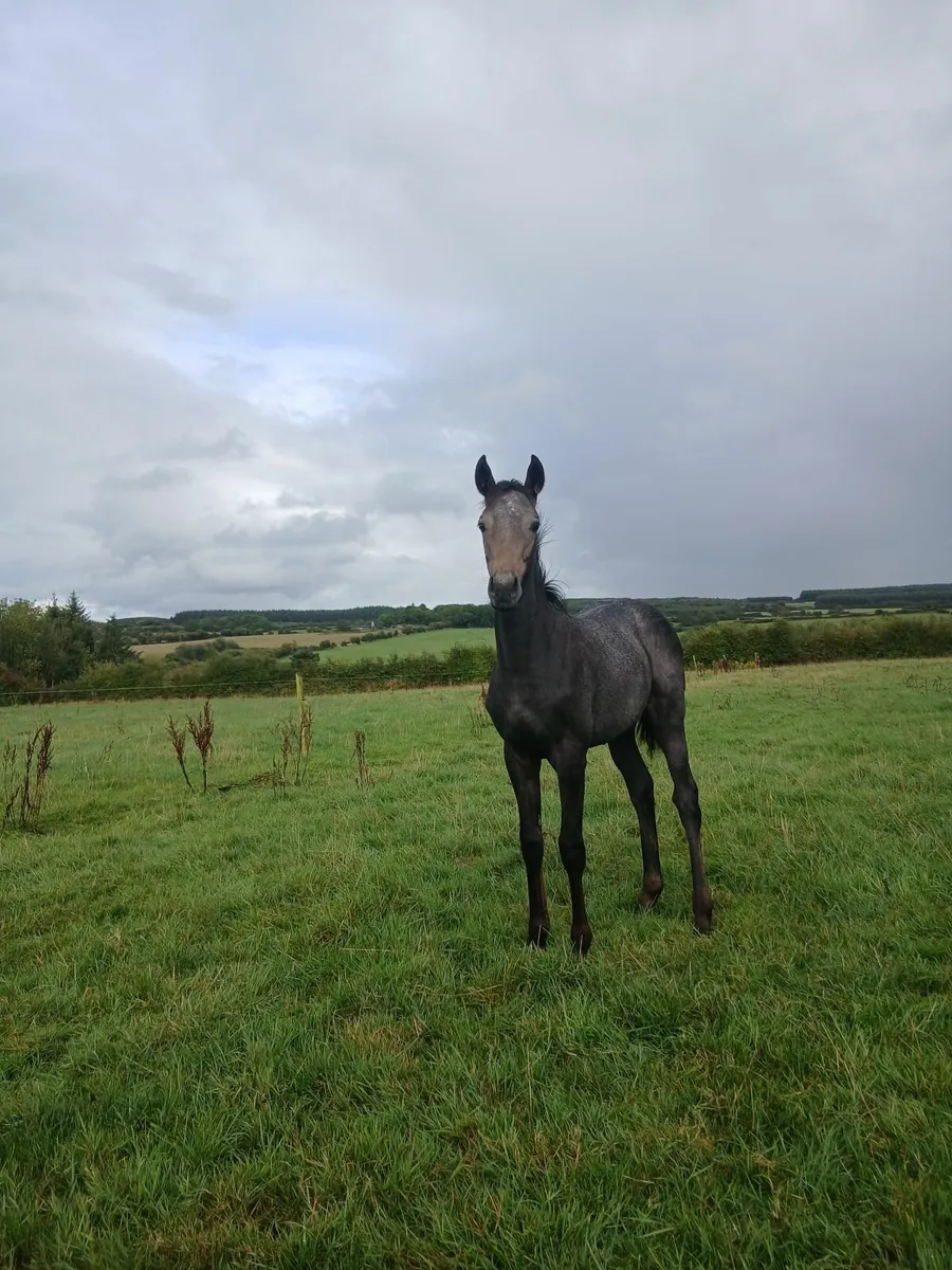 Way to Paris filly foal - Image 3