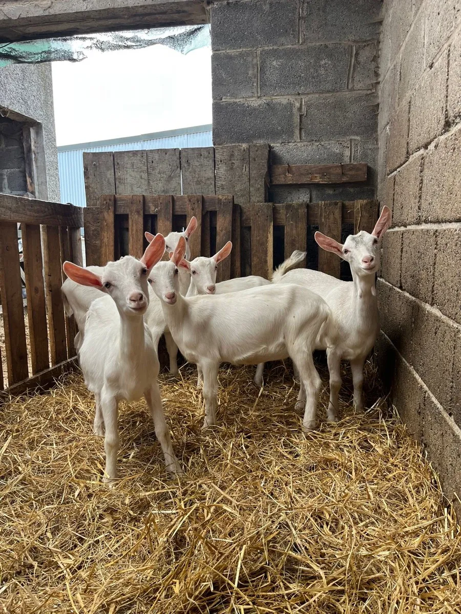 5 female kid goats PBNR - Image 1