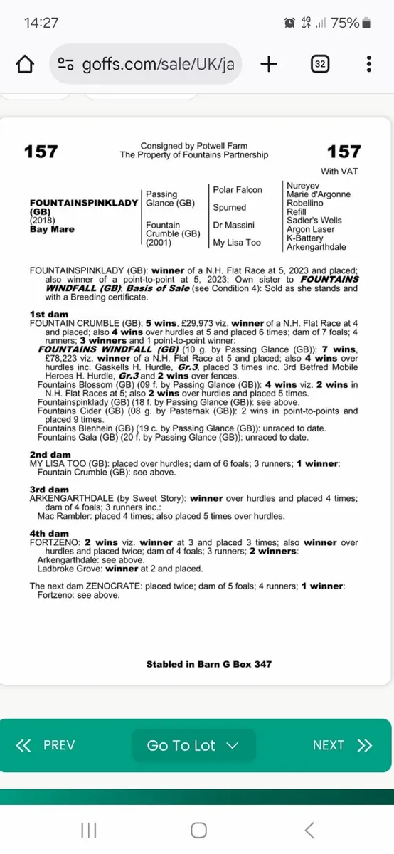Way to Paris filly foal - Image 4