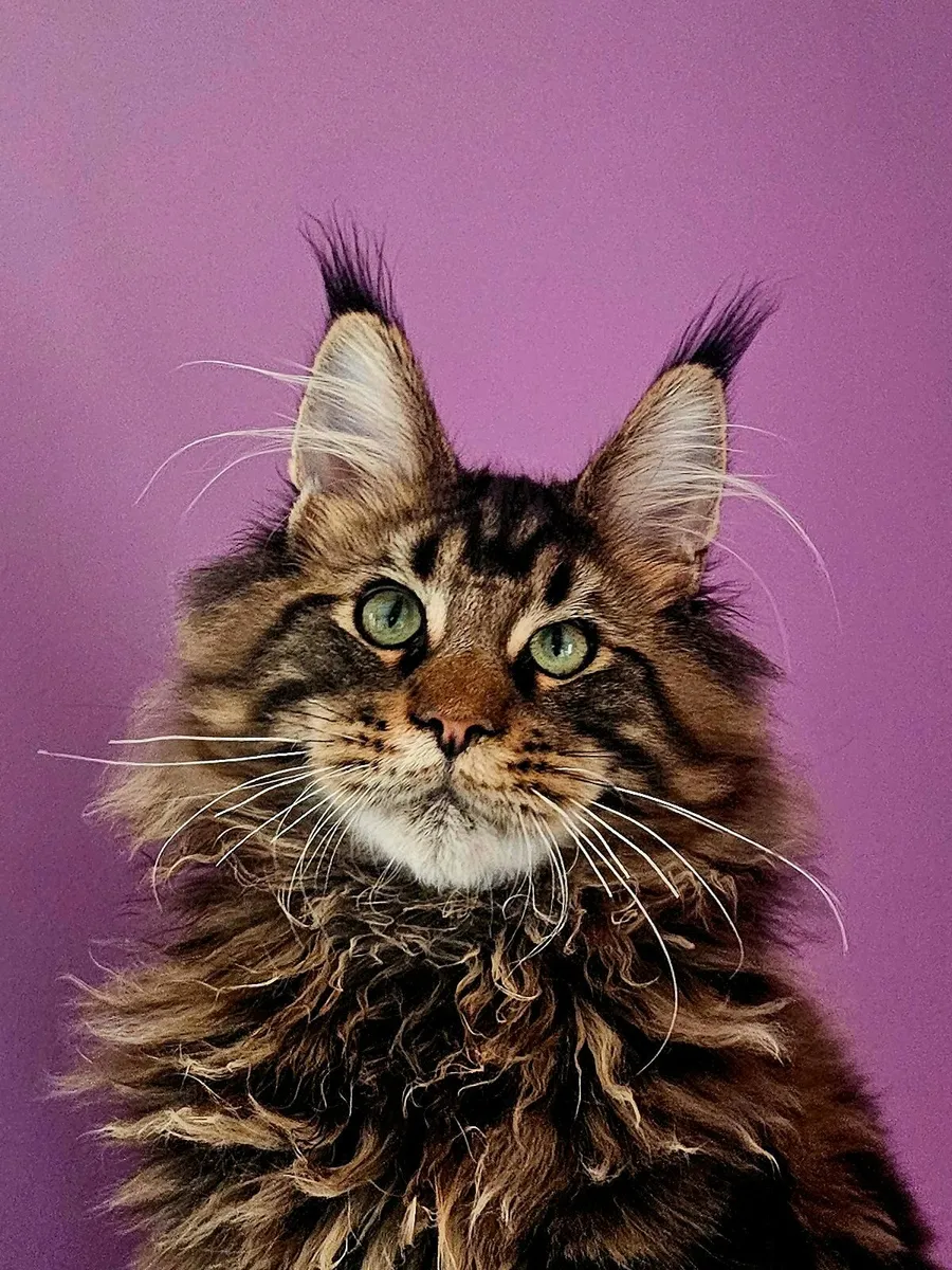 GCCFI registered Maine coon kittens - Image 1