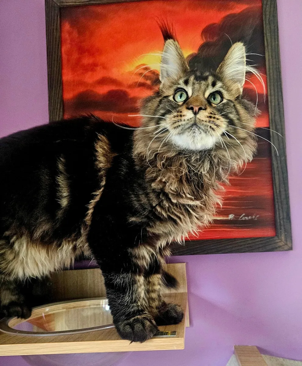 GCCFI registered Maine coon kittens - Image 2
