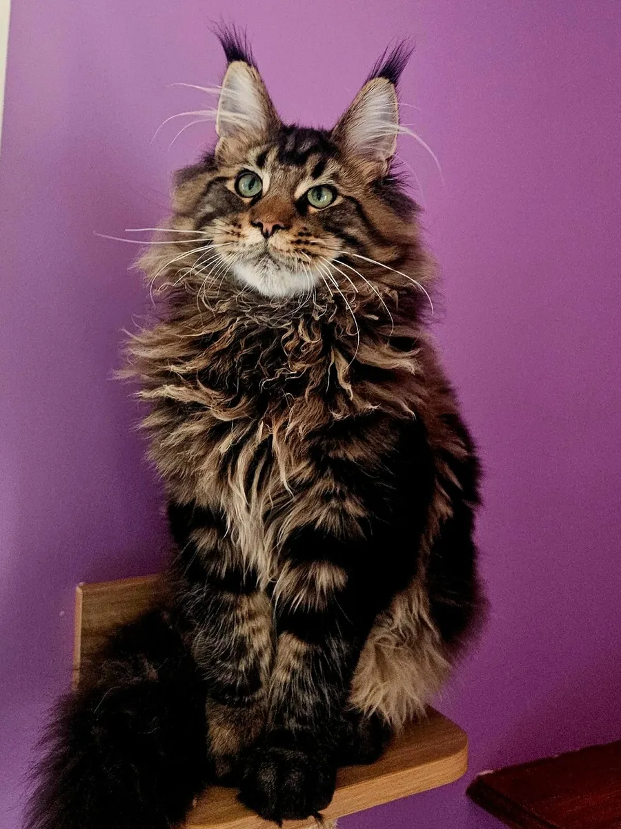 GCCFI registered Maine coon kittens - Image 3