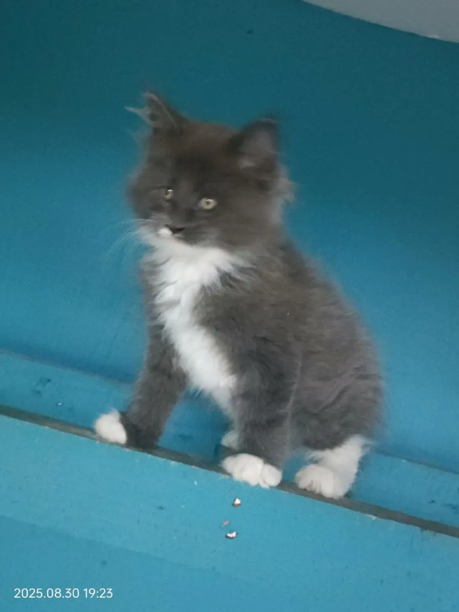 Registered Maine Coon Kittens - Image 1