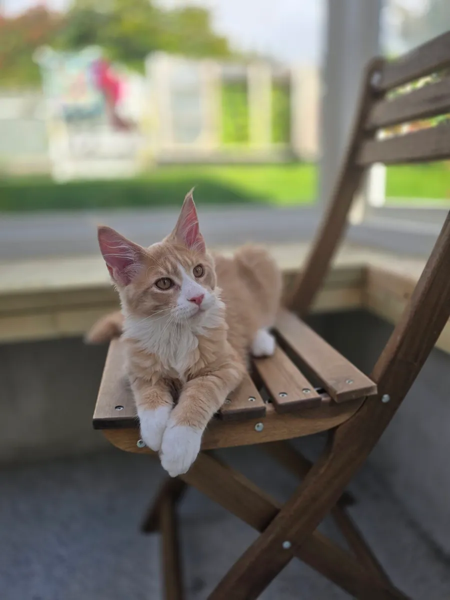 Pure breed Maine coon kittens - Image 1