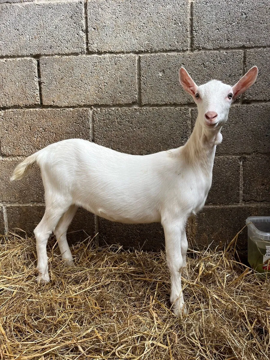5 female kid goats PBNR - Image 2