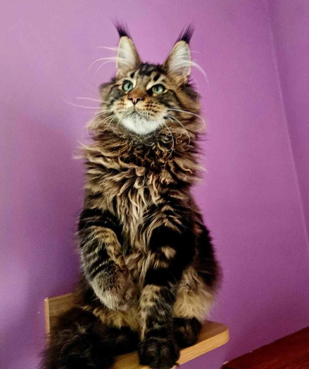 GCCFI registered Maine coon kittens - Image 4