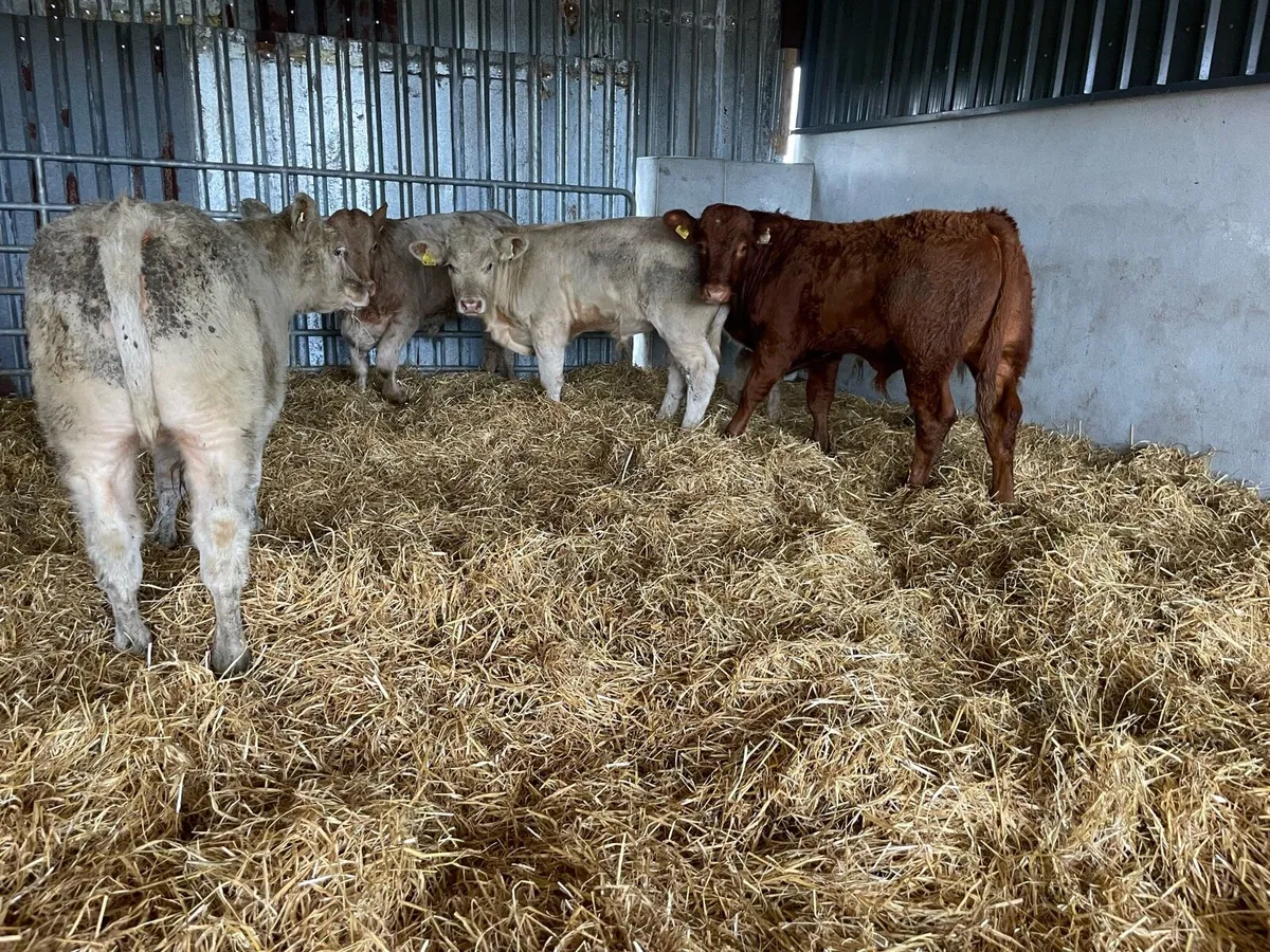 Five Bull Weanlings - Image 1