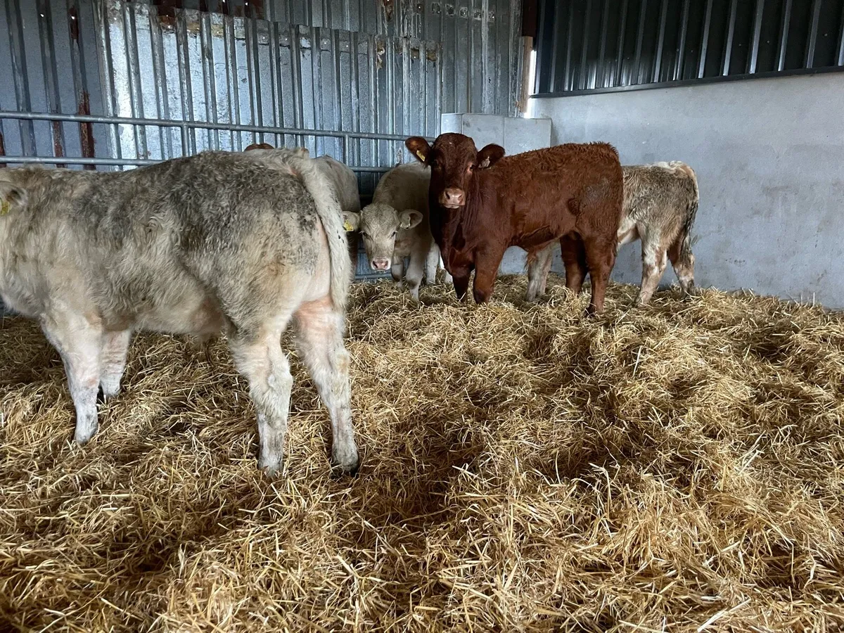 Five Bull Weanlings - Image 2