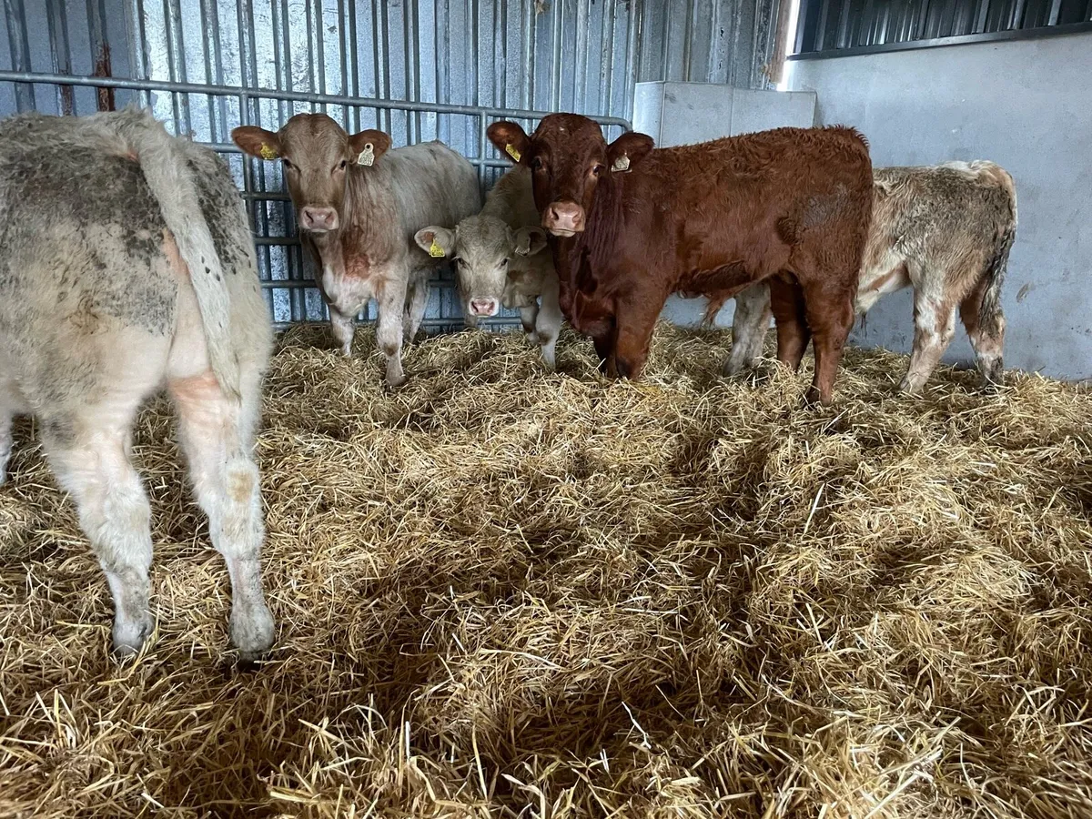 Five Bull Weanlings - Image 3