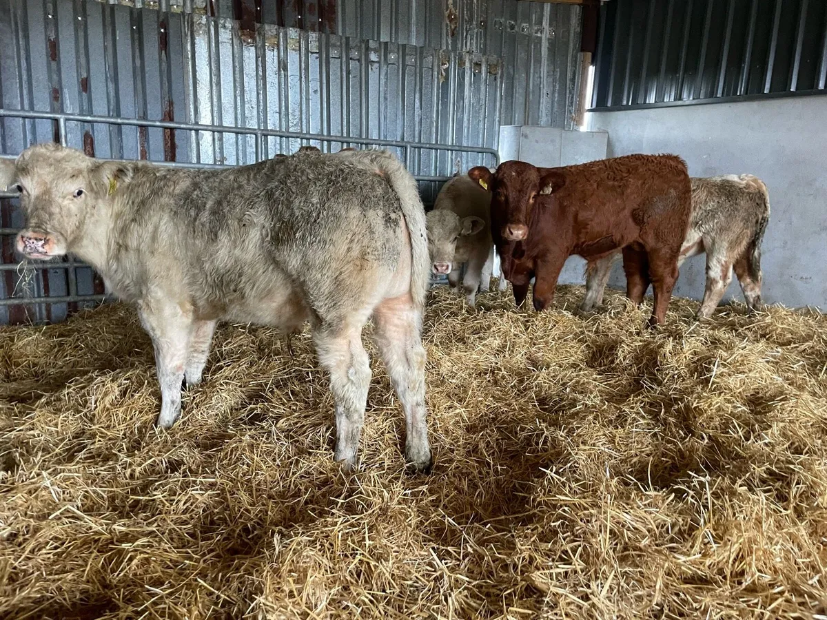 Five Bull Weanlings - Image 4