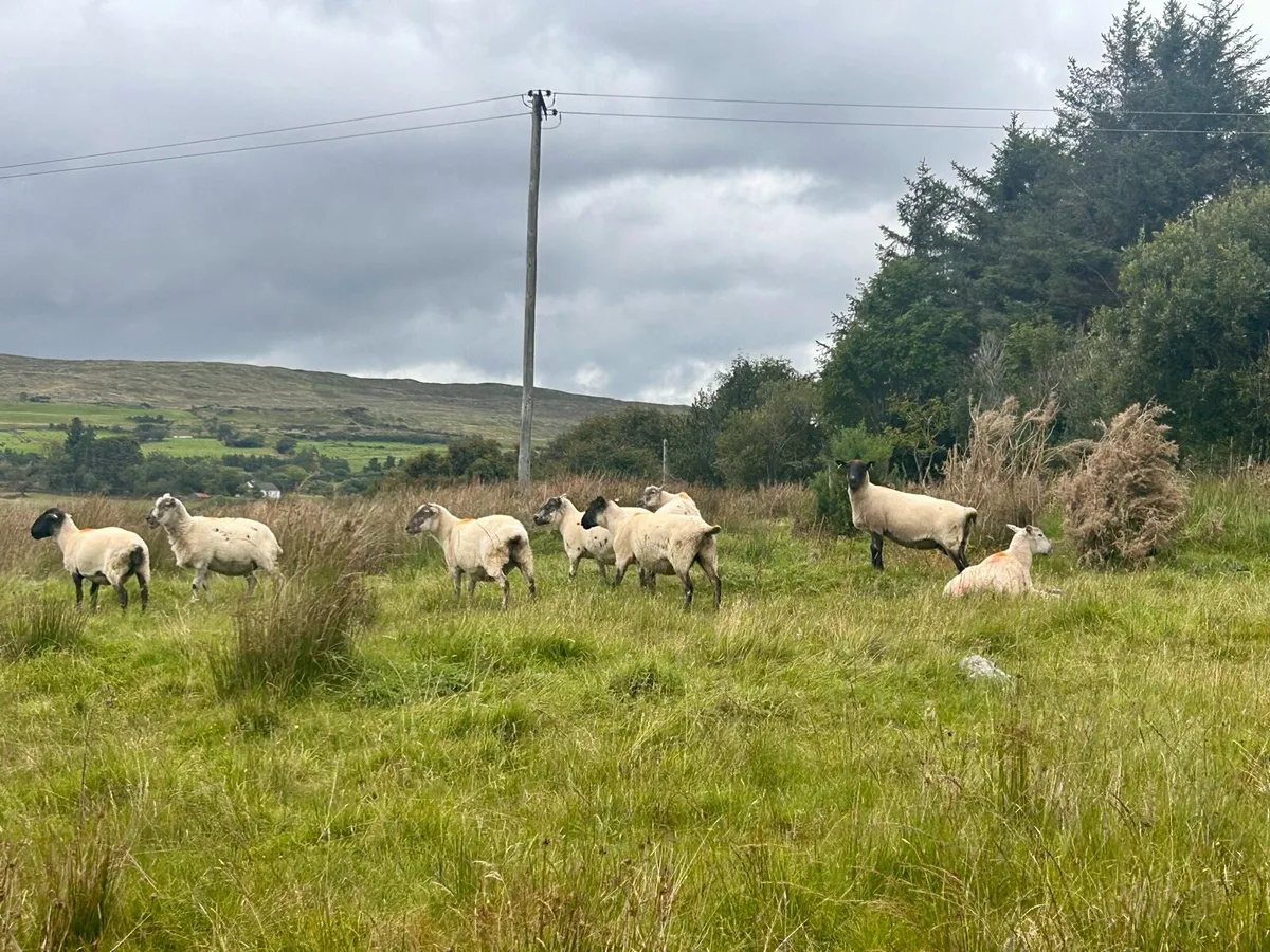 Cull Ewes - Image 2