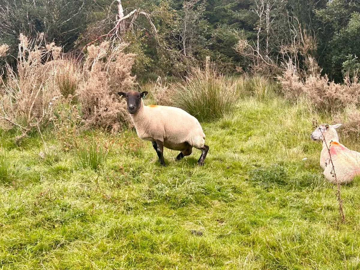 Cull Ewes - Image 3