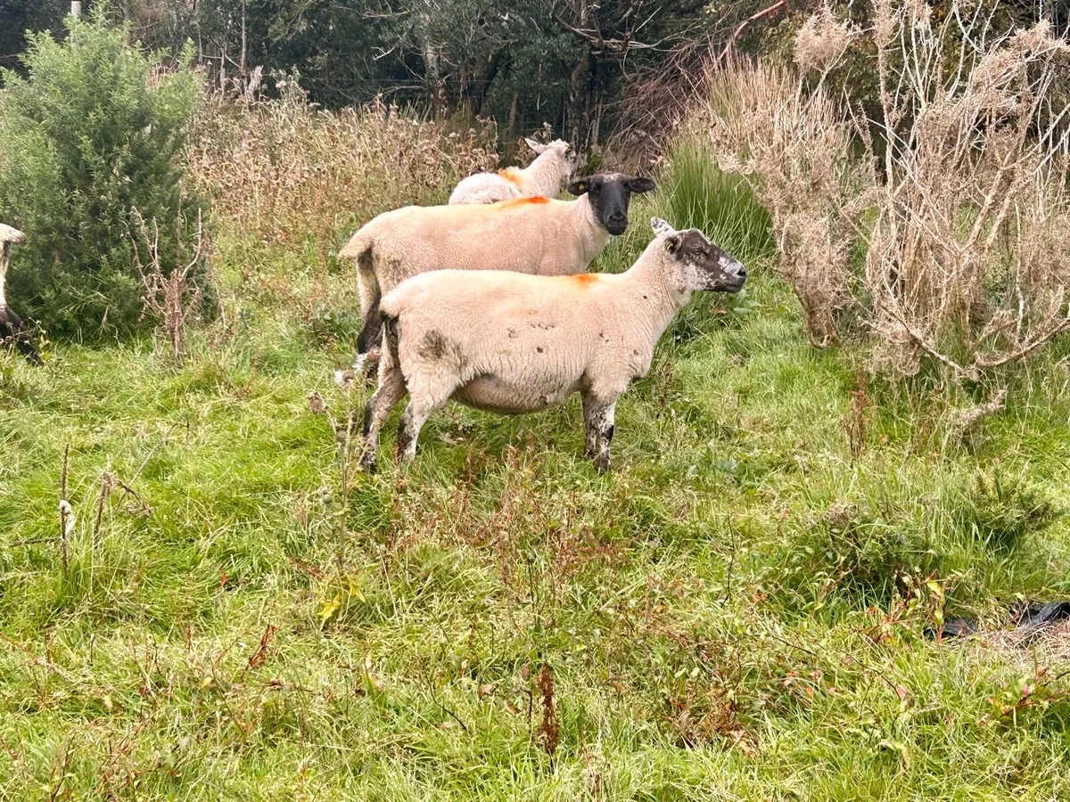 Cull Ewes - Image 4