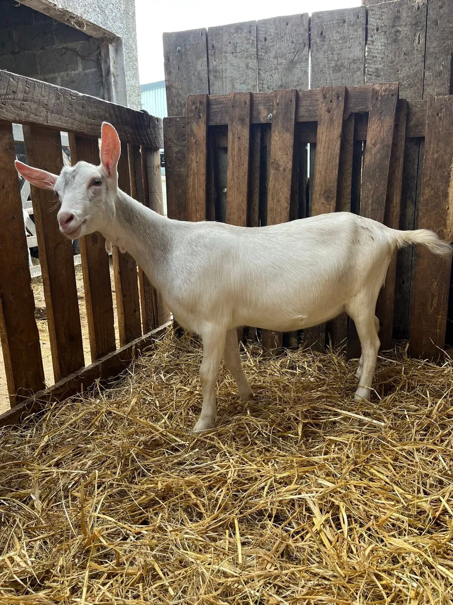 5 female kid goats PBNR - Image 3