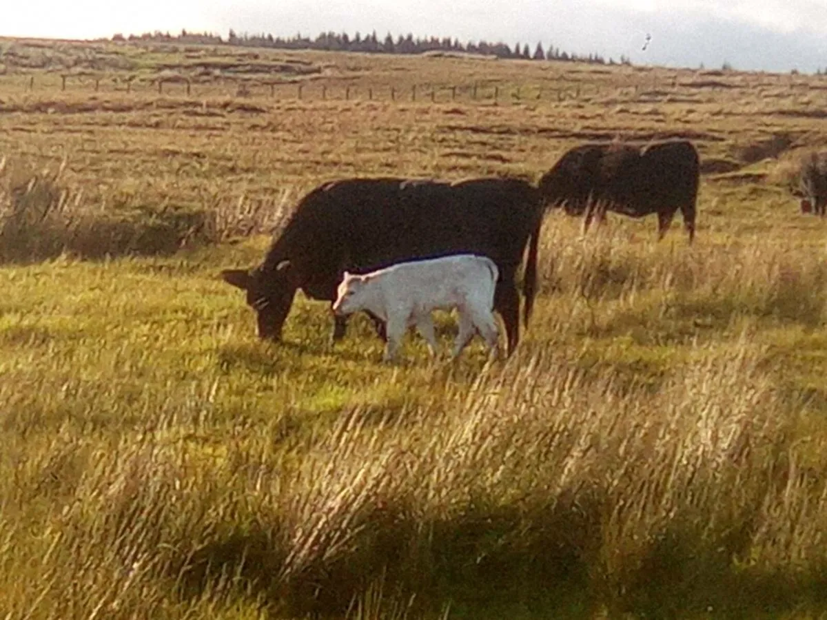 Blue Shorthorn cow and calf - Image 2