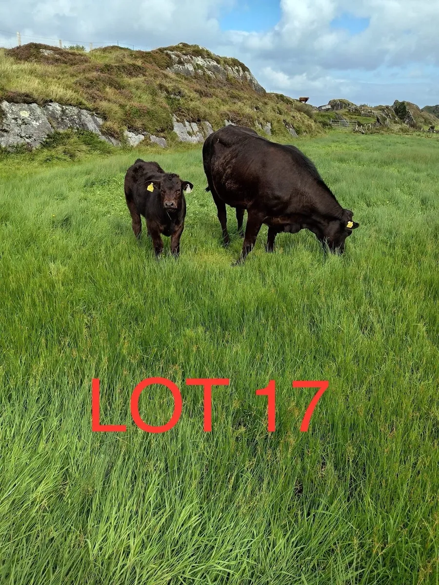 Limousine, 4*, first calver, with her Bull Calf - Image 1