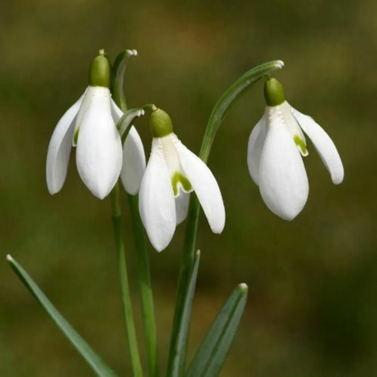 Snowdrops x 350 Bulbs - Image 1
