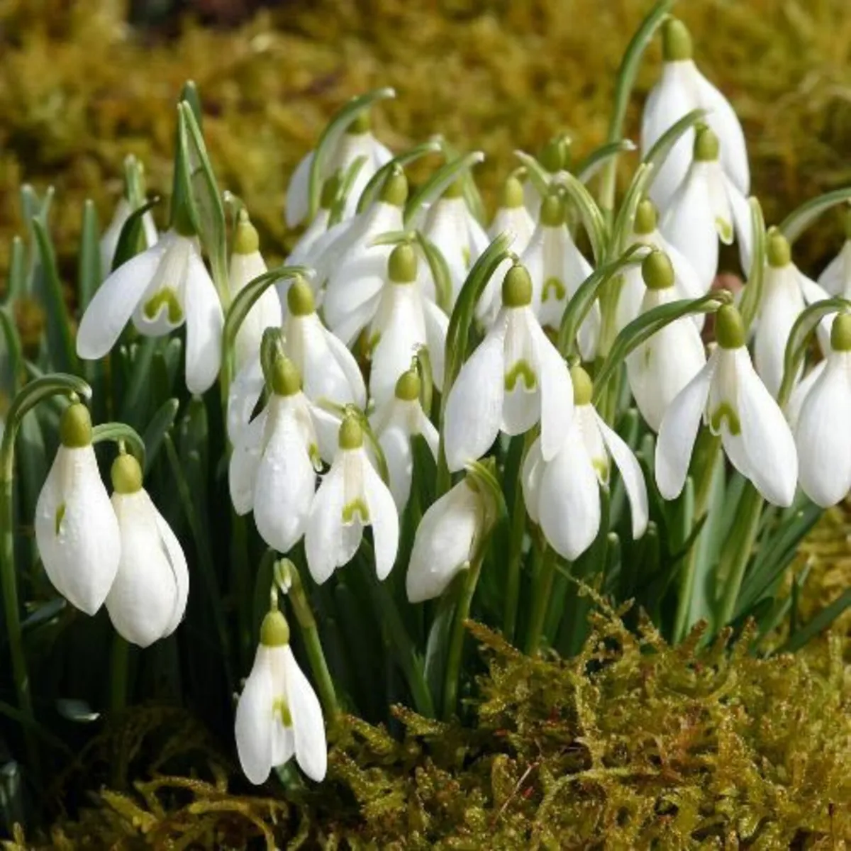 Snowdrops x 350 Bulbs - Image 2