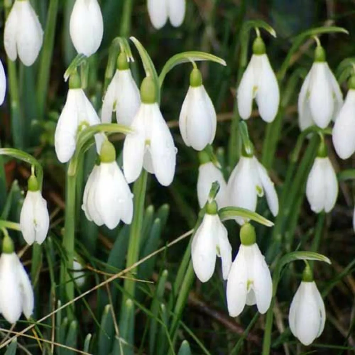 Snowdrops x 350 Bulbs - Image 4