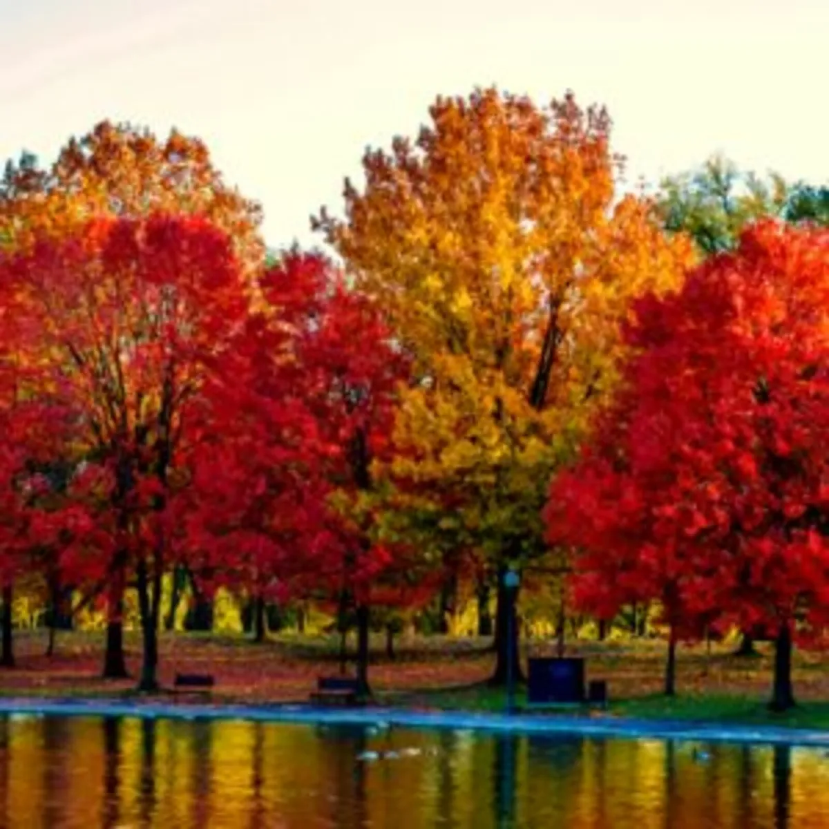 10 Tree Planting Bundle Offer - Image 1