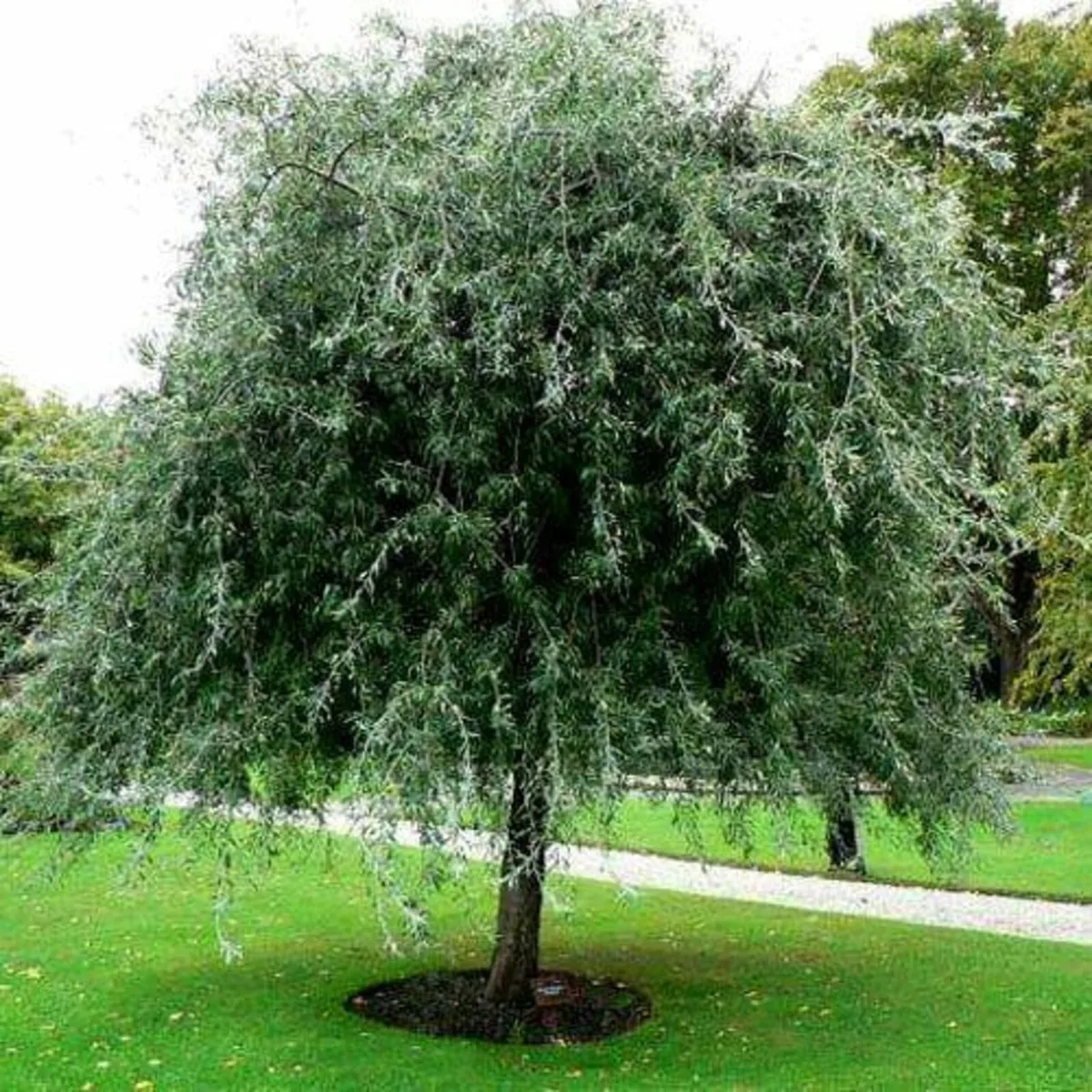 10 Tree Planting Bundle Offer - Image 4