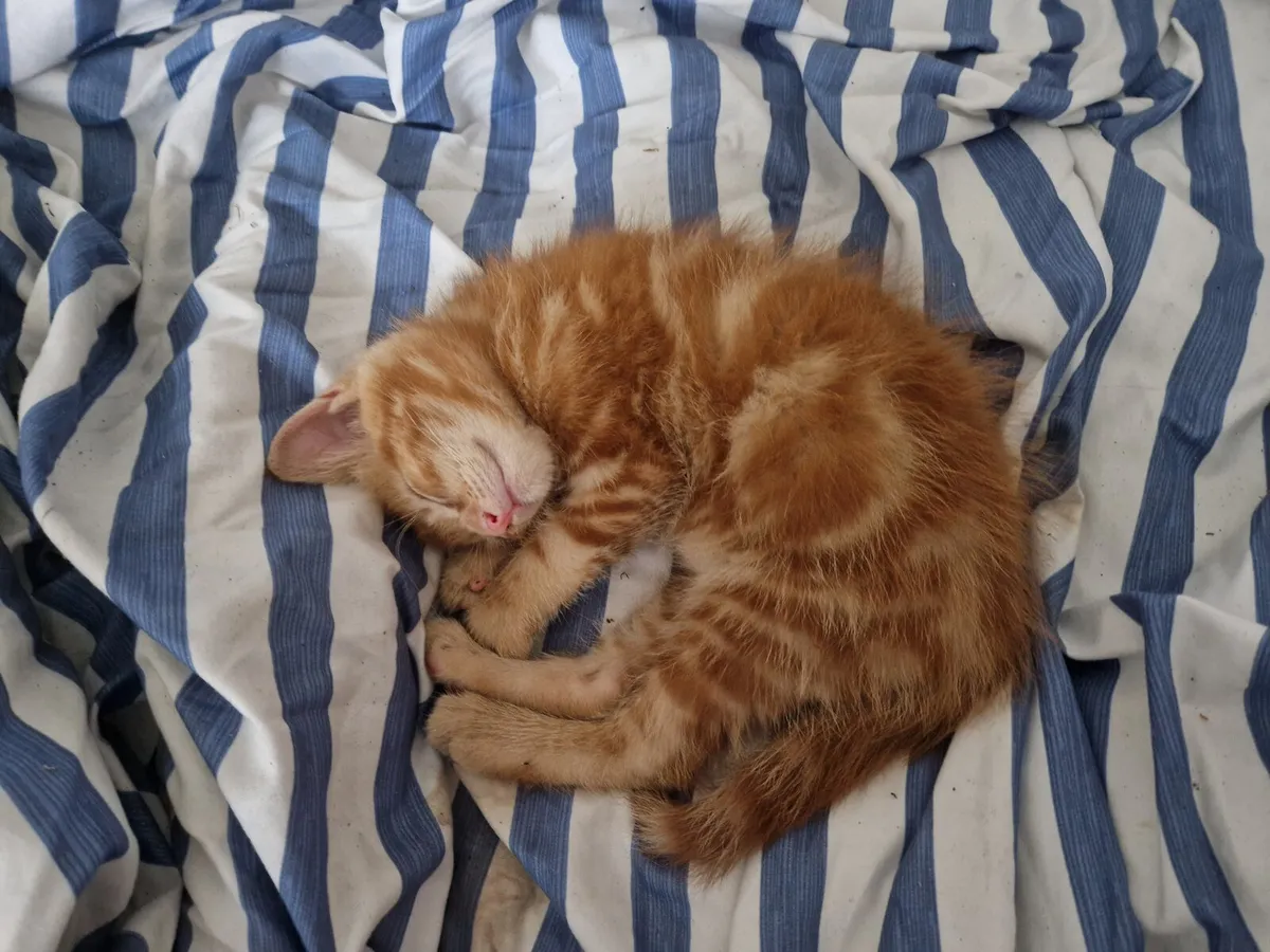 Kitten - Image 1