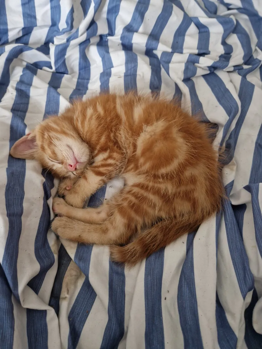 Kitten - Image 2
