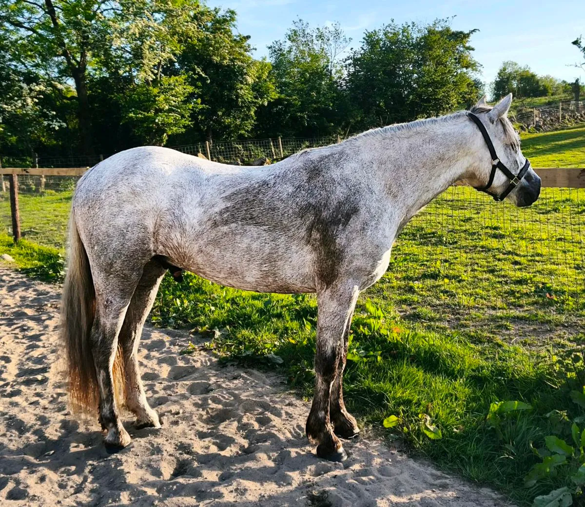 3 Yr old Connemara Gelding - Image 1