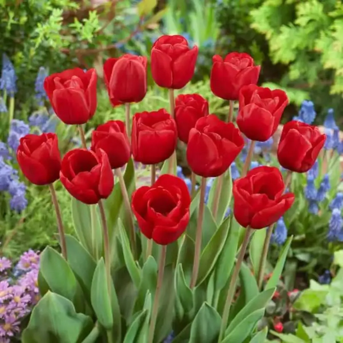 Vibrant Tulip Mix (500 Bulbs) - Image 2