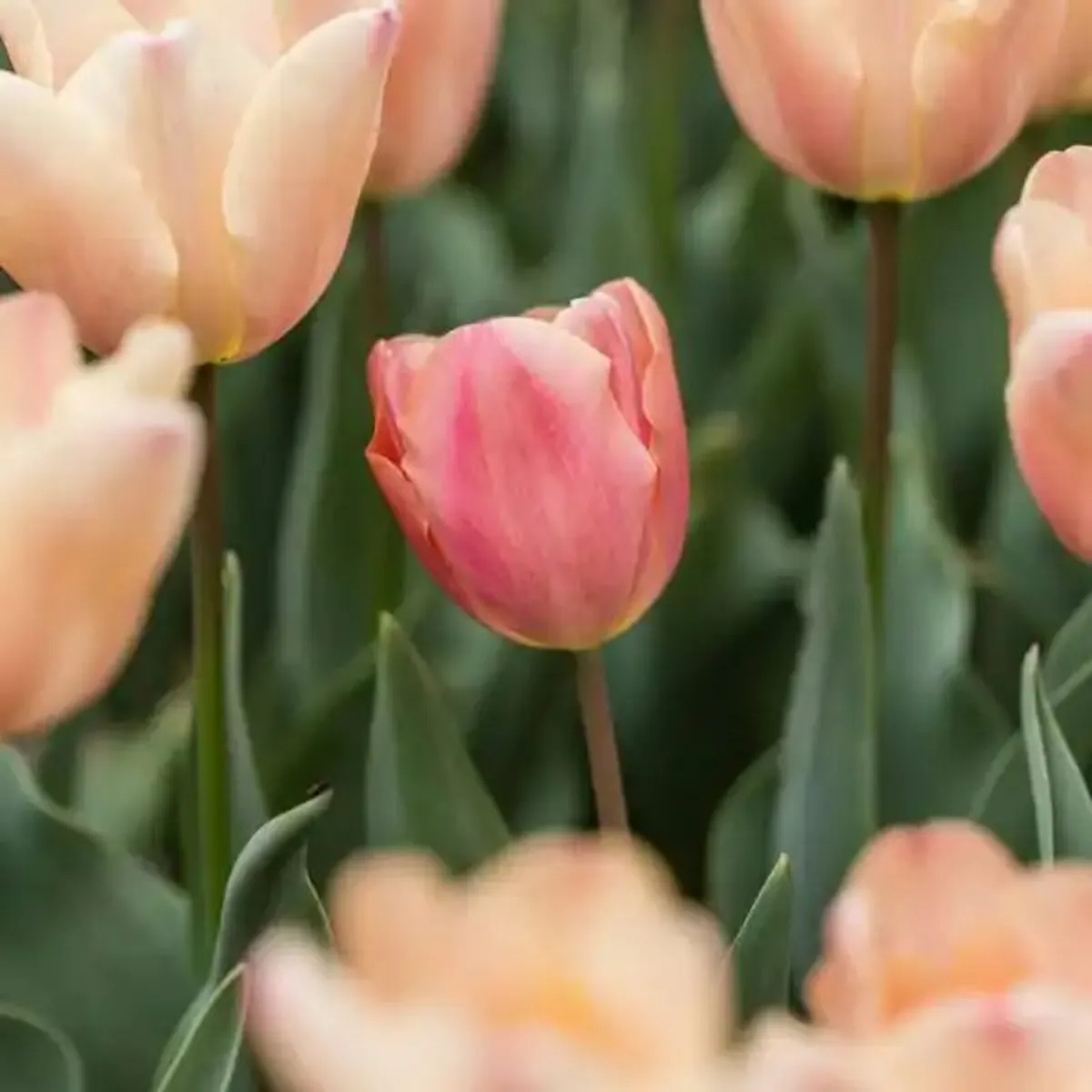 Vibrant Tulip Mix (500 Bulbs) - Image 4