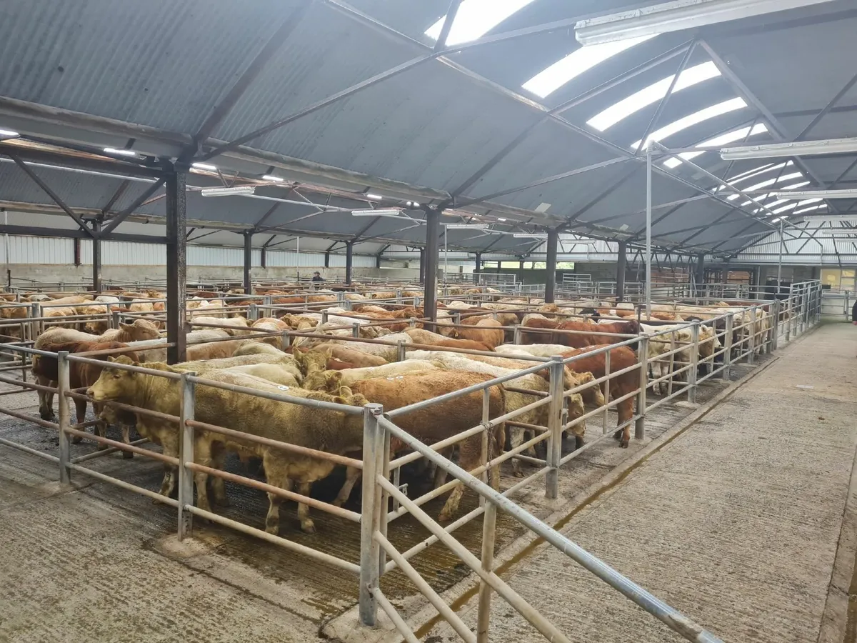 Weanling Bull Show & Sale - Image 3
