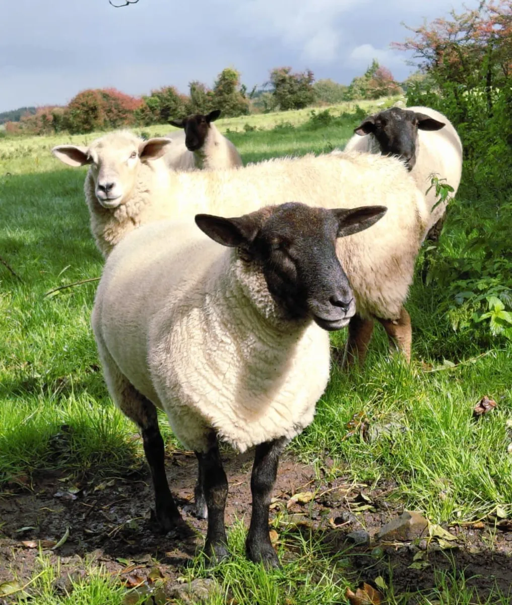Ewe Hoggets For Sale - Image 1
