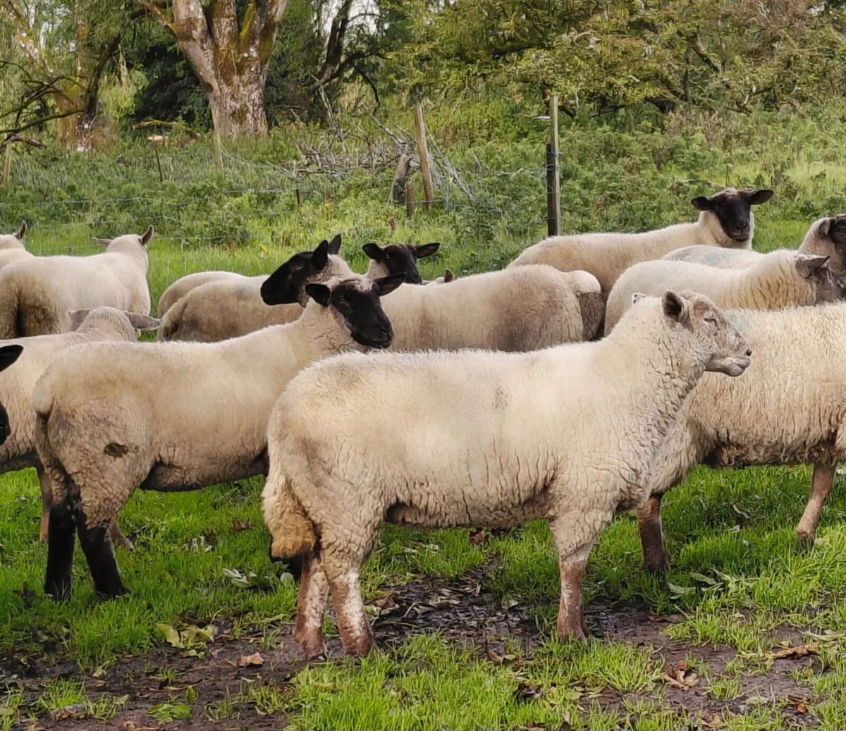 Ewe Hoggets For Sale - Image 2