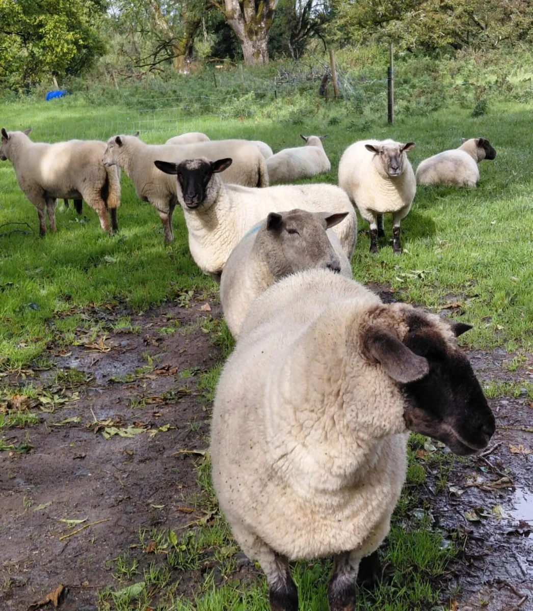 Ewe Hoggets For Sale - Image 3