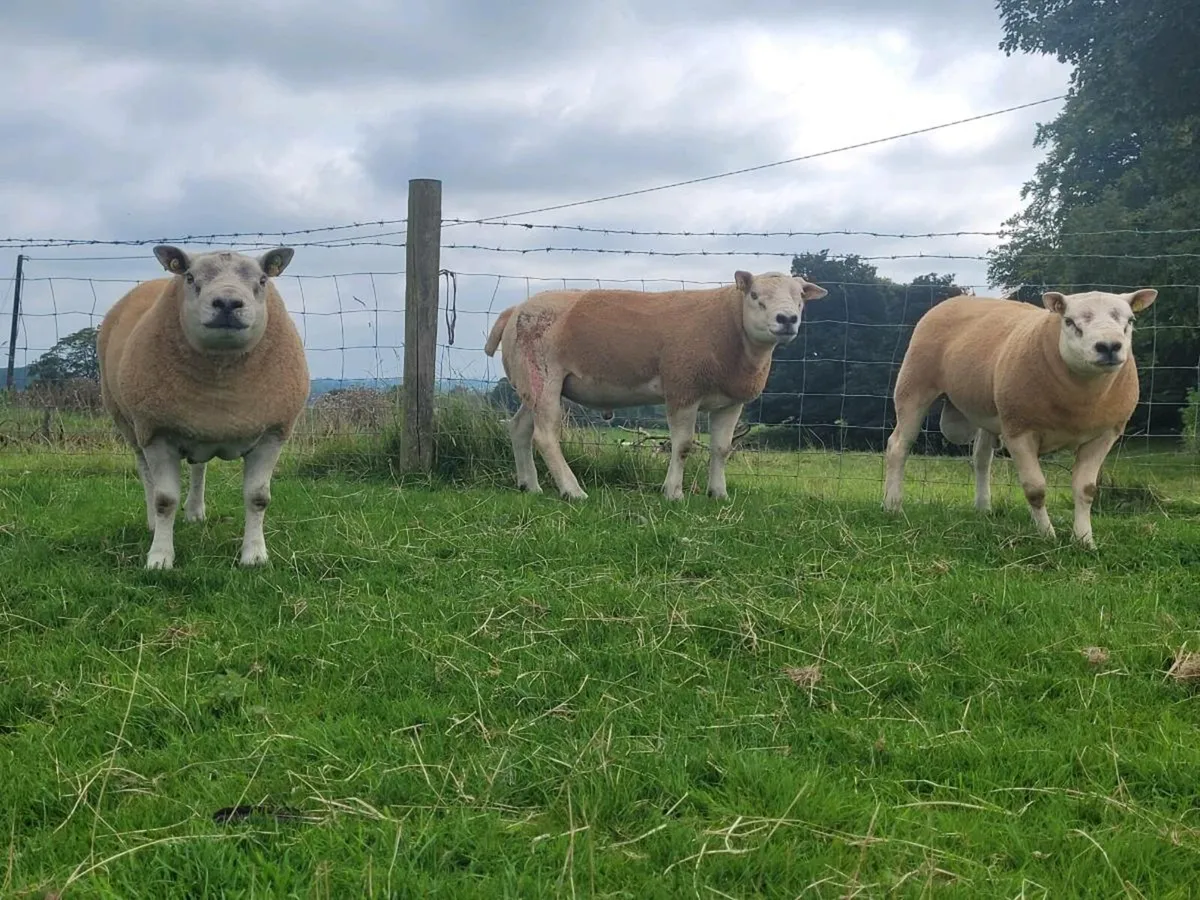 Texel rams - Image 1