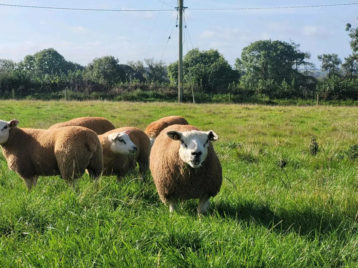 Texel rams - Image 2