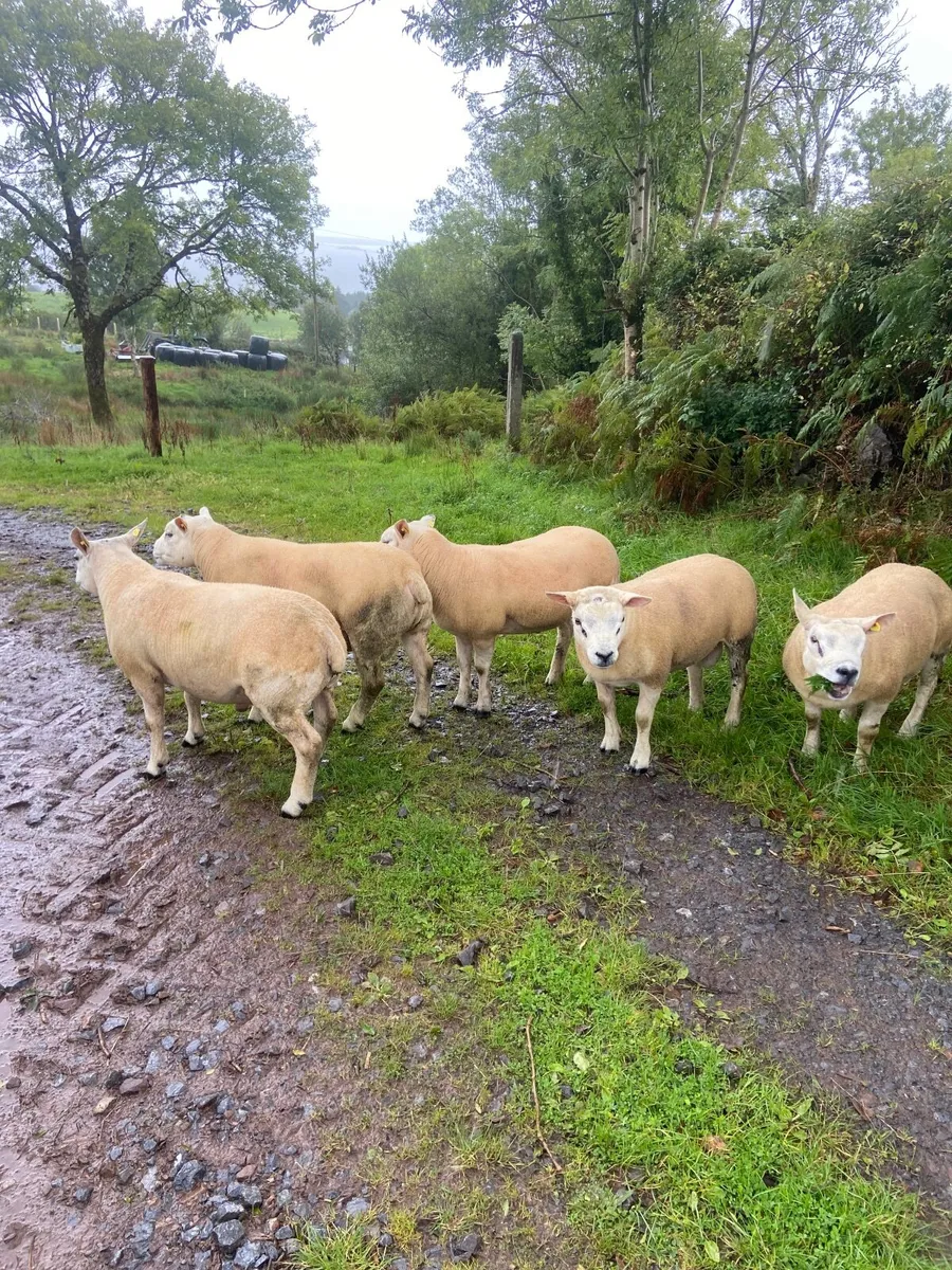 Sheep - Image 2