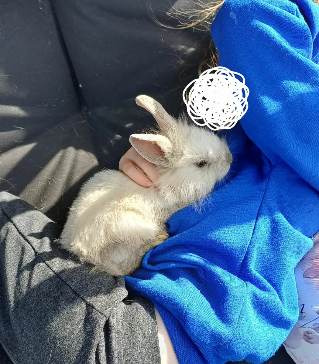 Dwarf baby rabbits - Image 2
