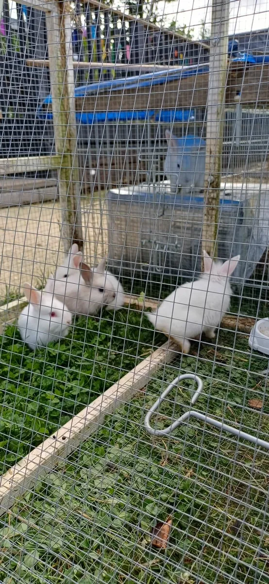 Dwarf baby rabbits - Image 3
