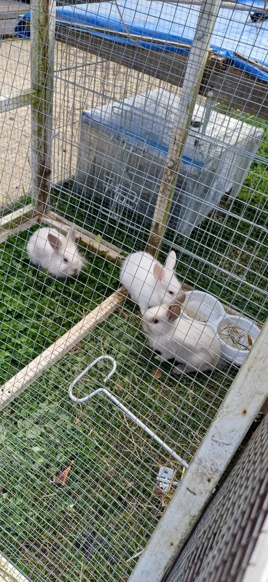 Dwarf baby rabbits - Image 4