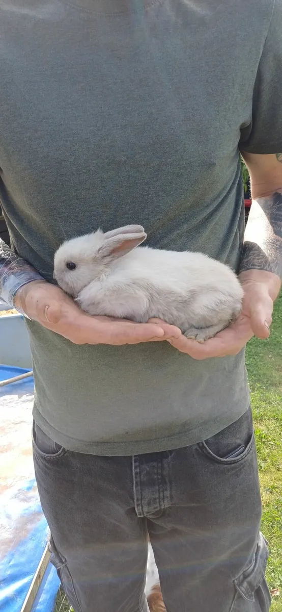 Dwarf baby rabbits - Image 1