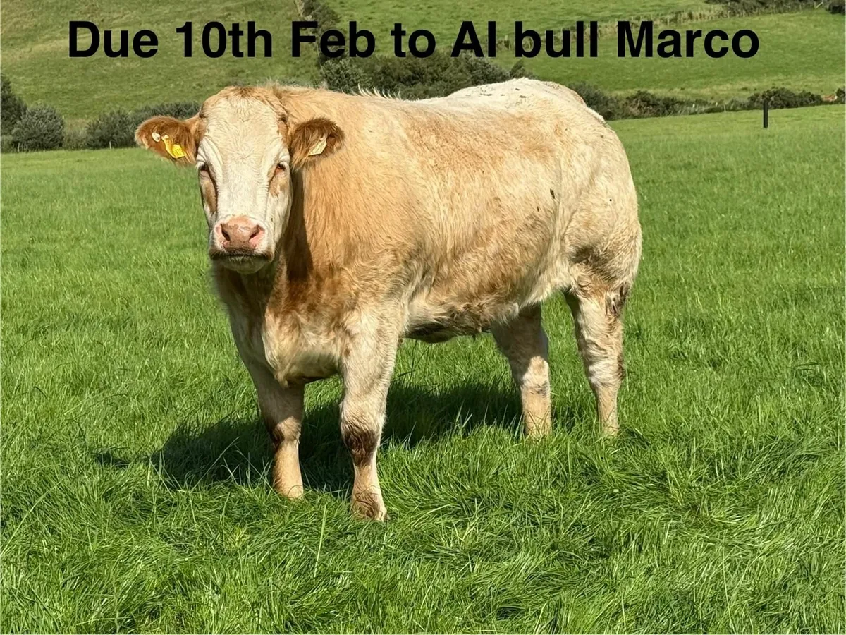 Incalf heifers - Image 1