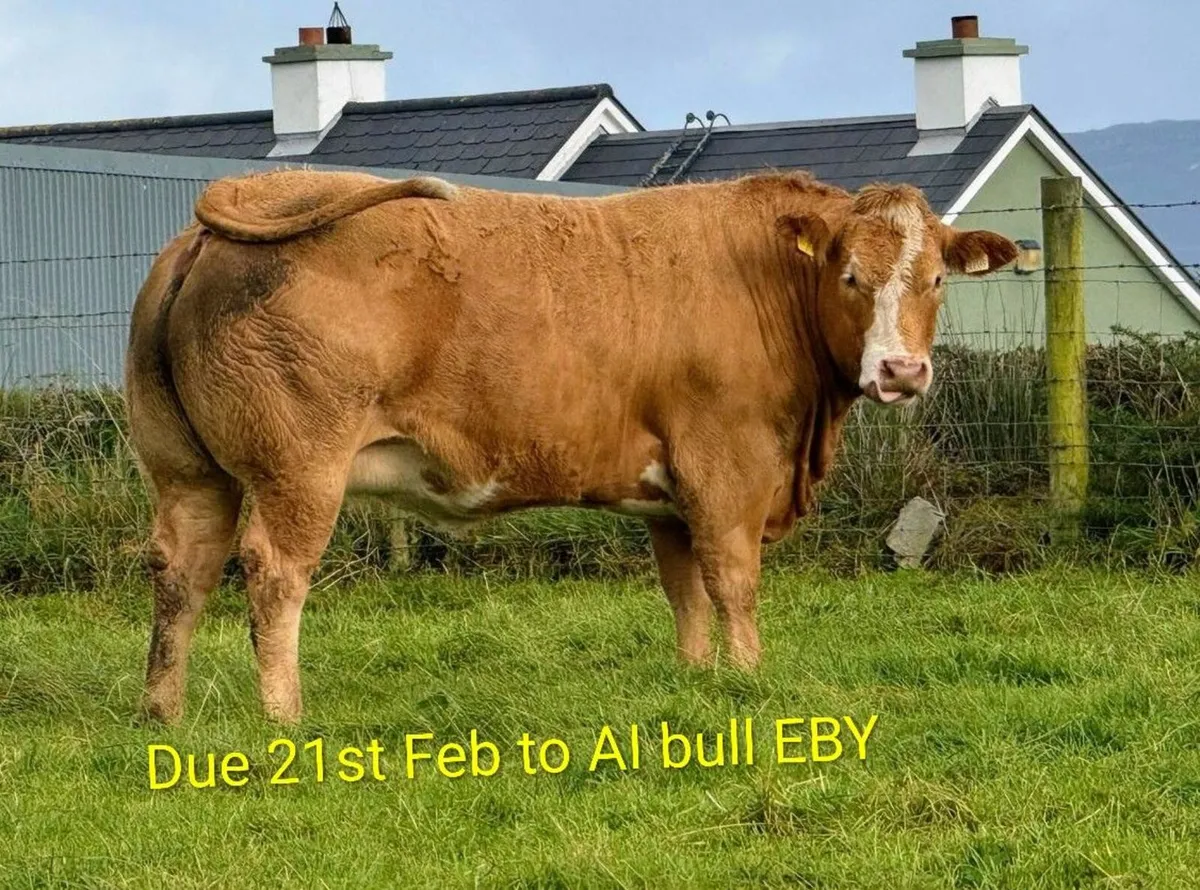 Incalf heifers - Image 2