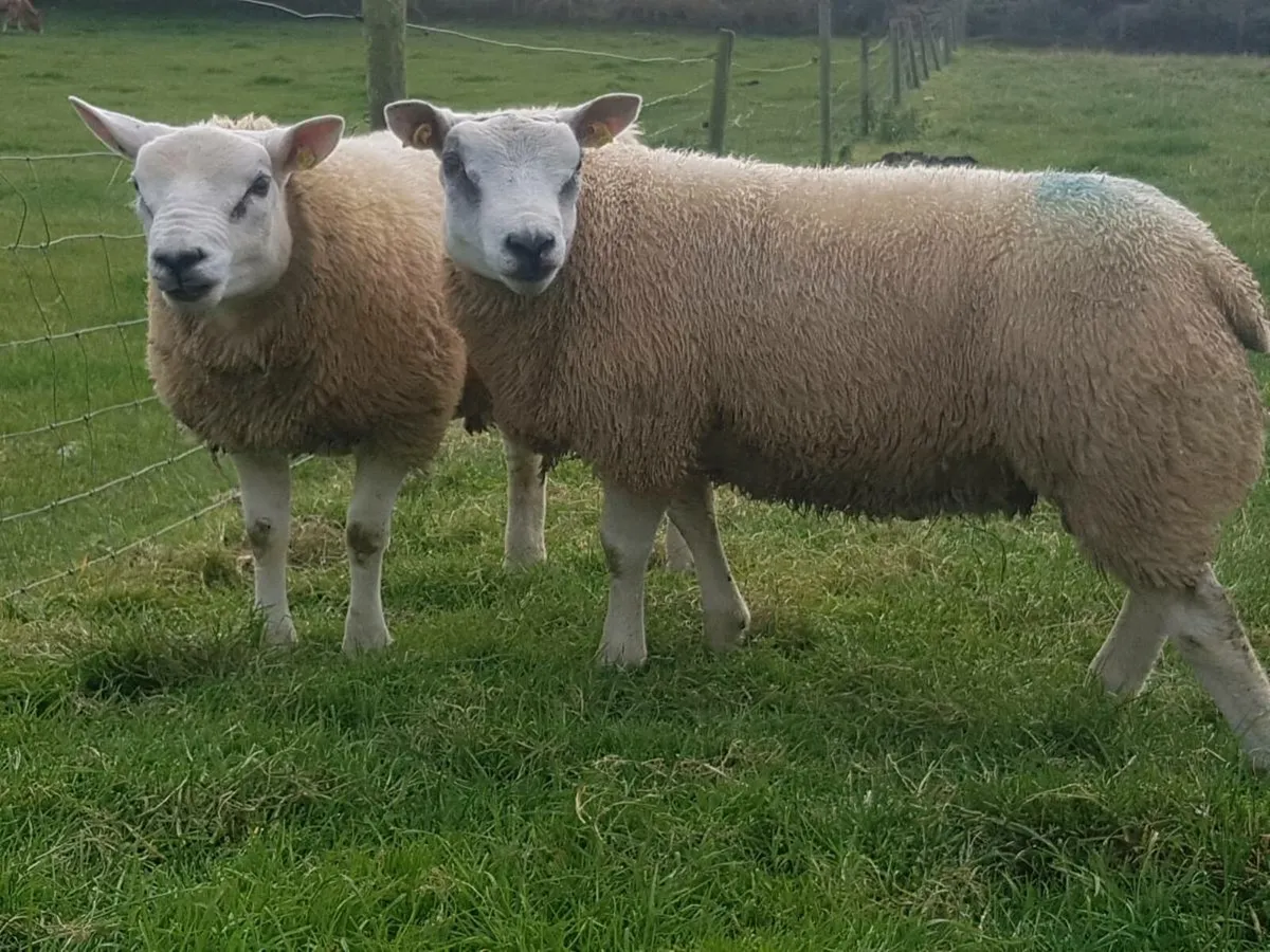 Texel rams - Image 3