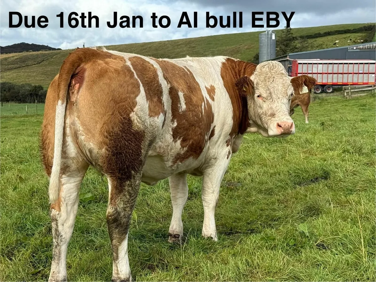 Incalf heifers - Image 3