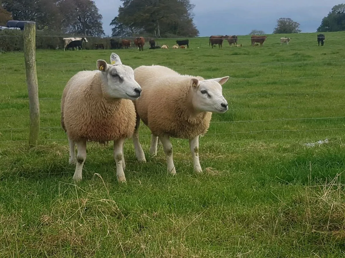 Texel rams - Image 4