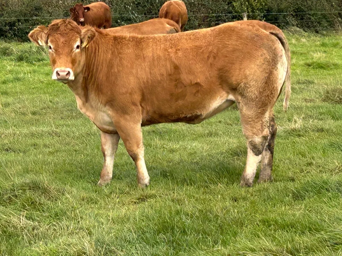 10 5 star limousine genotyped heifers - Image 3